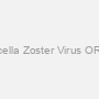 Recombinant Varicella Zoster Virus ORF26, GST-Tagged